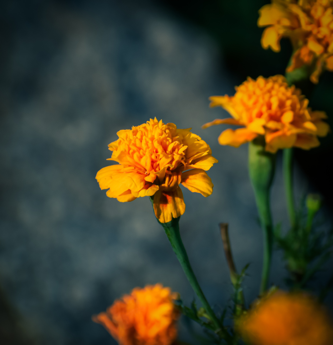 Beautiful Yellow Marigold Flowers